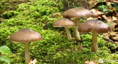 Мегаколлибия Родмана (Megacollybia rodmanii) - Picture Mushroom