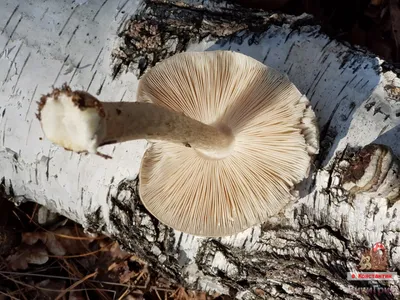 Плютей олений (Pluteus cervinus) описание фото