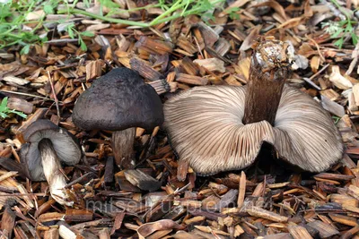 Плютей олений (Pluteus cervinus) - грибы России