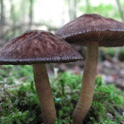 MacroID.RU - Pluteus-cervinus