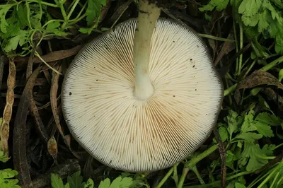 Sanamyаn.com : Fungi of Kamchatka : Pluteus cervinus -- Плютей олений