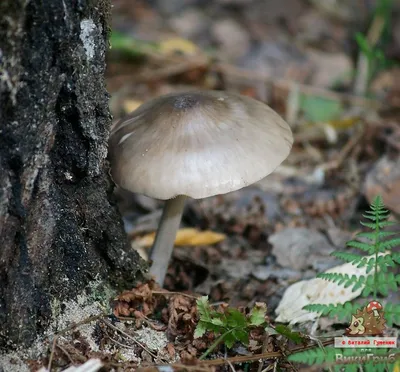 Плютей олений (Pluteus cervinus). Фото на сайте \"Грибы: информация и  фотографии\"