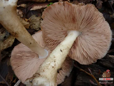 Pluteus cervinus