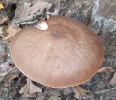 Плютей благородный (Pluteus petasatus) – Грибы Сибири