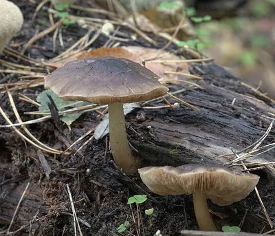 Файл:Pluteus cervinus disection.jpg — Википедия