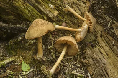 Плютей олений (Pluteus cervinus) фото и описание