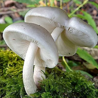 Pluteus cervinus