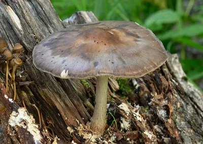 MacroID.RU - Pluteus-cervinus