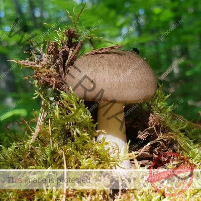 Плютей олений (Pluteus cervinus) - грибы России