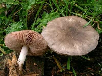 Sanamyаn.com : Fungi of Kamchatka : Pluteus cervinus -- Плютей олений