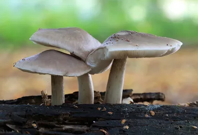 Плютей олений (Pluteus cervinus) фотографии, видео и истории