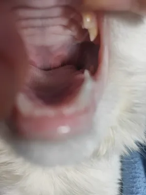 Кошке ничего не мешает во рту. Моя кош здорова. Часть 5 | Пикабу