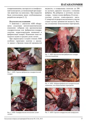 Пневмония свиней, вызываемая бактериями - Статьи - pig333.ru, от фермы к  рынку