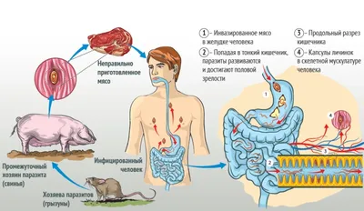 Болезни свиней | Симптомы и лечение заболеваний домашних поросят