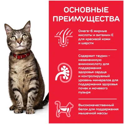 Хиллс ПАУЧ для кошек 85г Диета K/D заболевание почек, с курицей |  Интернет-магазин товаров для животных MoeZoo.Ru