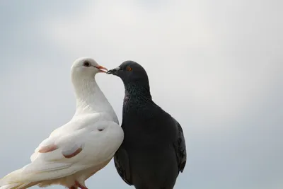 Biele poštové holuby, white racing pigeon, белые почтовые голуби - ♂ SK  2017 2704 451 | Facebook