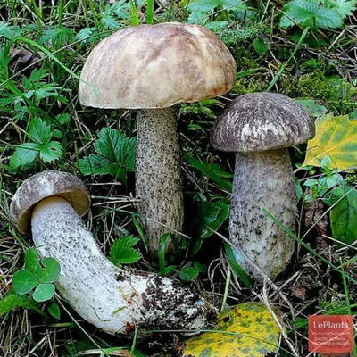 🍄 Подберезовик разноцветный (Leccinum variicolor) — Съедобные и условно  съедобные грибы, описание, фото | LePlants.ru