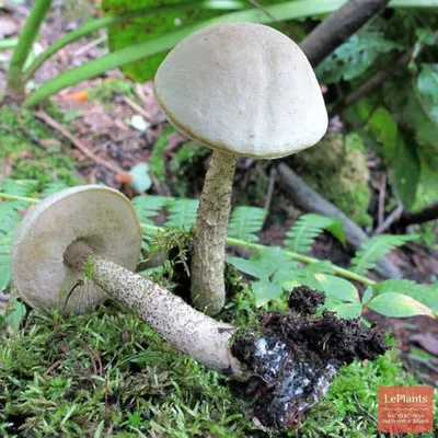 🍄 Подберезовик болотный (Leccinum holopus) — Съедобные и условно съедобные  грибы, описание, фото | LePlants.ru