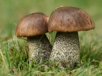 Майски грибы: подберезовик. Как раньше всех узнать что они появились и где  собирать. | Люблю дачу. | Дзен