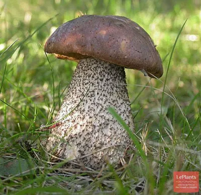 🍄 Подберезовик обыкновенный (Leccinum scabrum) — Съедобные и условно  съедобные грибы, описание, фото | LePlants.ru