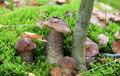 Обои лес, грибы, мох, подберезовик картинки на рабочий стол, раздел природа  - скачать