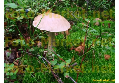 Гриб подберезовик в лесу - Фото высокого разрешения