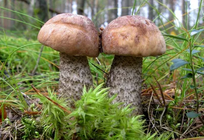 Белый гриб подберезовик подосиновик - фото и картинки: 67 штук