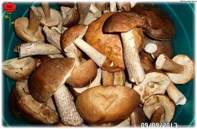 Грибы Подберезовик обыкновенный - «☁ ⚡ ☔ ☀ ? ???? ? ? ?Подберёзовики - это  трубчатые грибы.» | отзывы