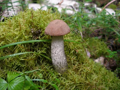 Подберезовик | Съедобные грибы | Фото грибов | Обои рабочего стола