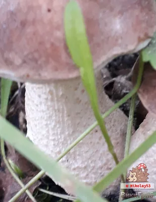 Подберезовик тундровый (Leccinum rotundifoliae) фото и описание