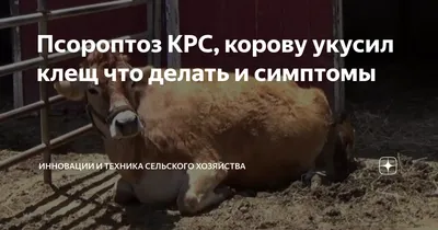 Псороптоз КРС, корову укусил клещ что делать и симптомы | Спаси Господи |  Дзен