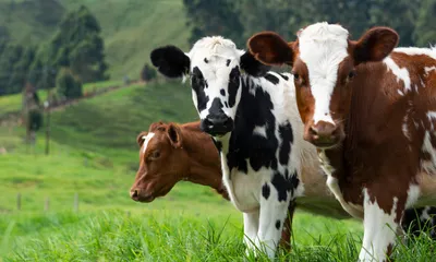 Препараты от клещей для коровы: чем обработать от клеща