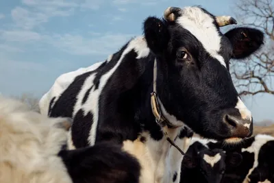 Препараты от клещей для коровы: чем обработать от клеща