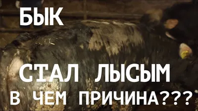 ВШИ, КЛЕЩИ и ВОЛОСОЕДЫ у коров зимой. Как ЛЕЧИТЬ? - YouTube