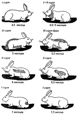 Линька у кроликов (истинная и ложная)