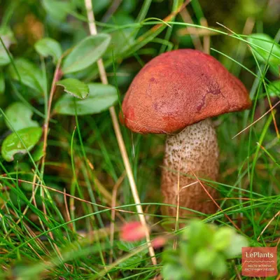 🍄 Подосиновик красный (Leccinum aurantiacum) — Съедобные и условно  съедобные грибы, описание, фото | LePlants.ru