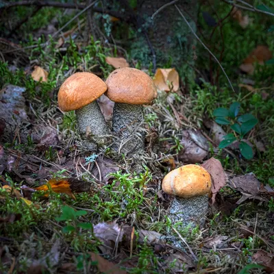 Подосиновики. Золотой запас наших лесов... | Это грибы! | Дзен