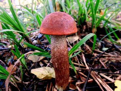 Подосиновик красный (1 фото) гриб опознан
