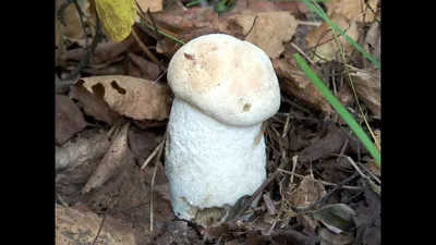 Редкий гриб. Подосиновик белый - Leccinum percandidum - YouTube