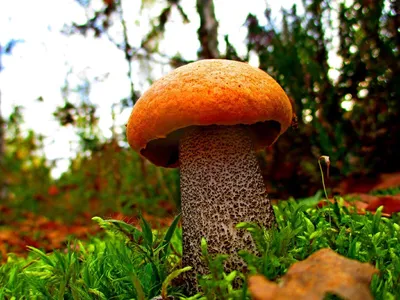 Подосиновик гриб - фото и картинки: 61 штук