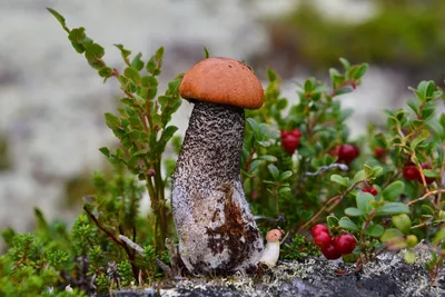 гриб подосиновик брусника ягоды макро HD обои для ноутбука | Ягоды, Грибы,  Дикие грибы