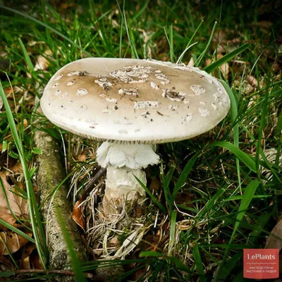 🍄 Бледная поганка (Amanita phalloides) — Ядовитые грибы, описание, фото |  LePlants.ru