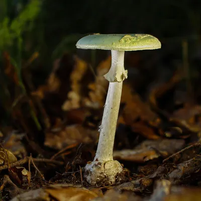 Бледная поганка: описание ядовитого гриба, где растет, что делать при  отравлении
