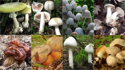 Бліда поганка, павутинник, грузлик: які гриби — смертельно-небезпечні  (фото) — Терен