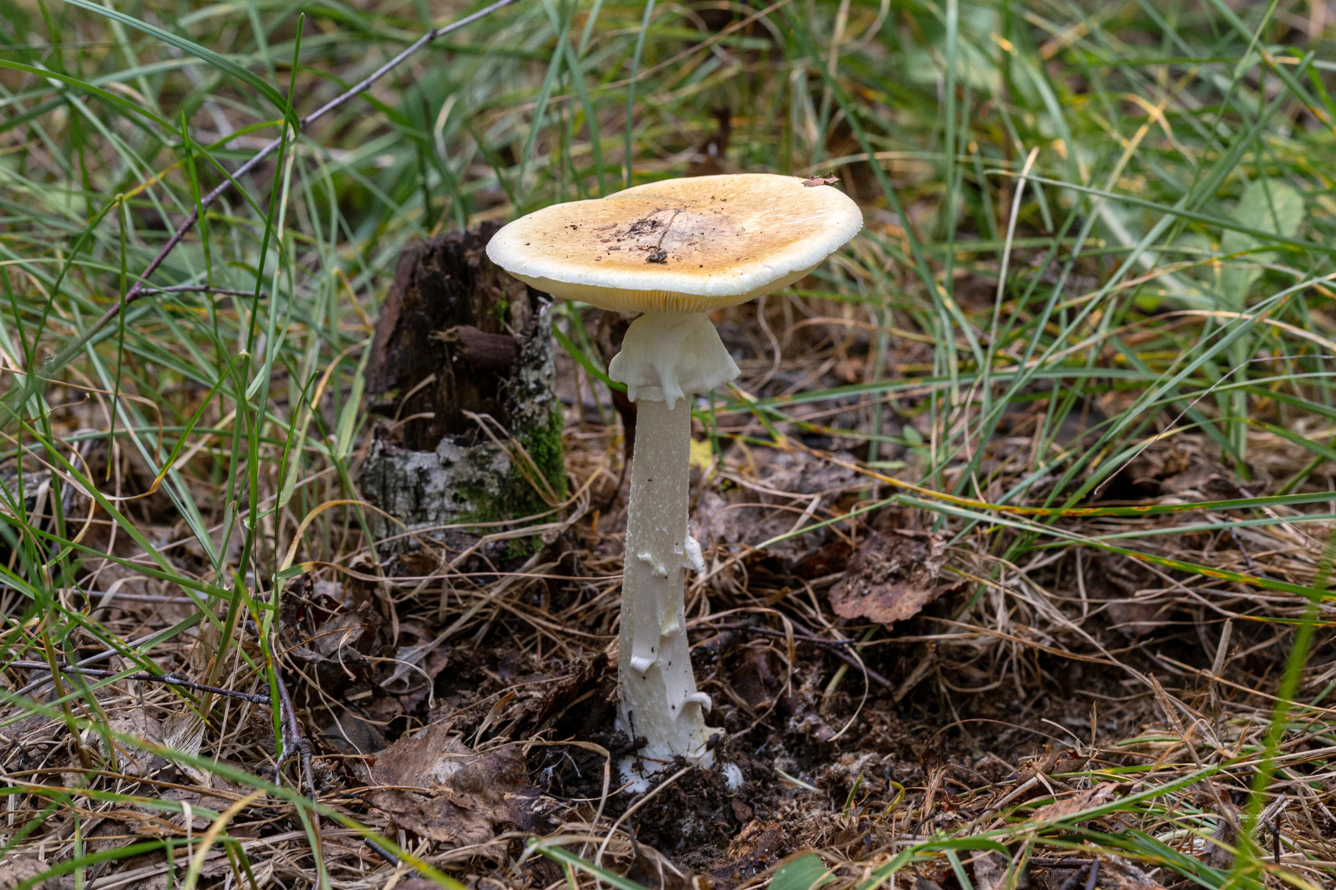 Покажи поганку. Бледная поганка гриб. Amanita phalloides гриб. Бледная поганка (Amanita phalloides). Бледная погоганка гриб.
