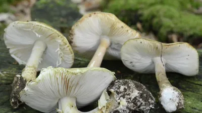 Самый смертоносный гриб в мире молниеносно распространяется в Америке -  12.02.2023, Sputnik Кыргызстан