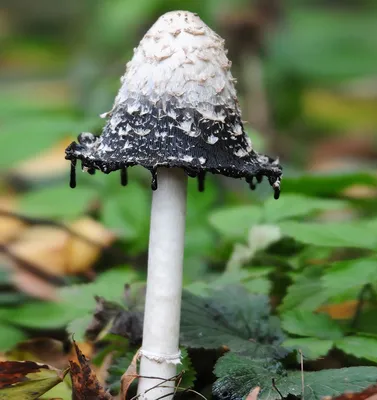 Поганки грибы ядовитые - 37 фото