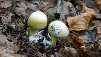 Бледная поганка (Amanita phalloides) - смертельно ядовитый гриб! - YouTube
