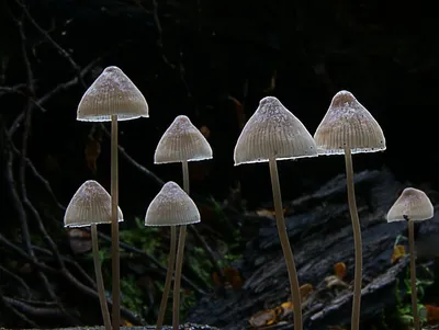 Поганка обыкновенная гриб - 48 фото