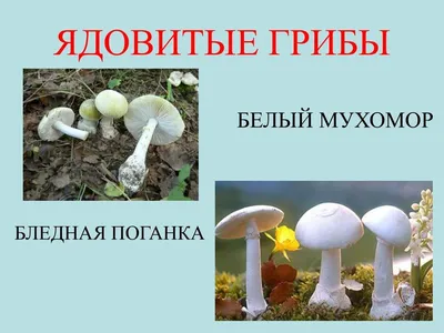 Ядовитые грибы бледная поганка - 32 фото